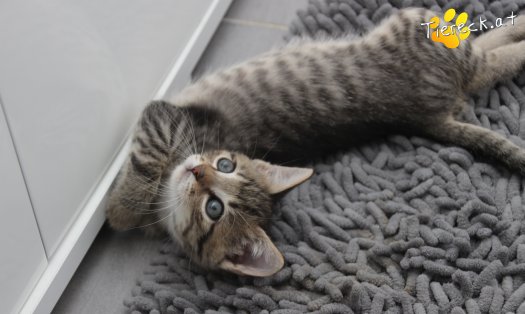 Katze Dolly (Foto by Tiereck.at - Lavanttaler Tierhilfe)