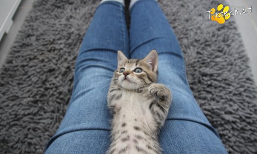 Katze Dolly (Foto by Tiereck.at - Lavanttaler Tierhilfe)