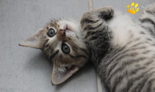 Katze Dolly (Foto by Tiereck.at - Lavanttaler Tierhilfe)