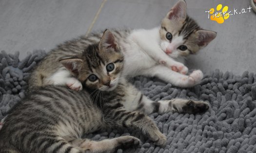 Katze Dolly (Foto by Tiereck.at - Lavanttaler Tierhilfe)
