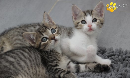 Katze Dolly (Foto by Tiereck.at - Lavanttaler Tierhilfe)