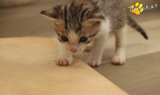 Katze Daria (Foto by Tiereck.at - Lavanttaler Tierhilfe)