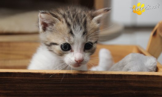 Katze Daria (Foto by Tiereck.at - Lavanttaler Tierhilfe)