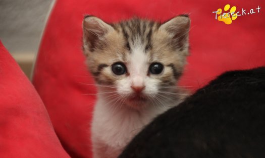 Katze Daria (Foto by Tiereck.at - Lavanttaler Tierhilfe)