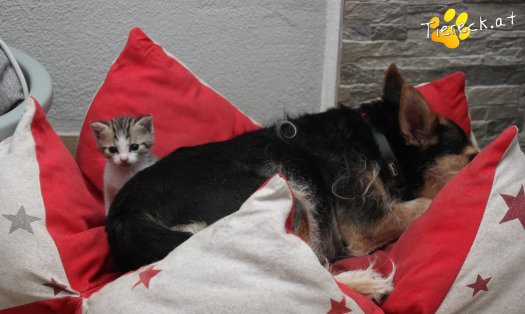 Katze Daria (Foto by Tiereck.at - Lavanttaler Tierhilfe)