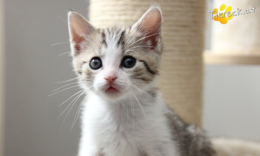 Katze Daria (Foto by Tiereck.at - Lavanttaler Tierhilfe)