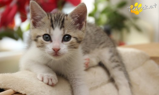 Katze Daria (Foto by Tiereck.at - Lavanttaler Tierhilfe)