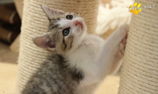 Katze Daria (Foto by Tiereck.at - Lavanttaler Tierhilfe)