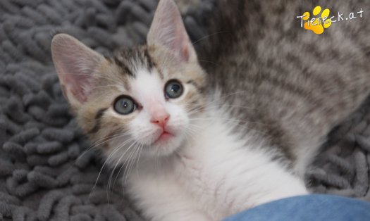Katze Daria (Foto by Tiereck.at - Lavanttaler Tierhilfe)