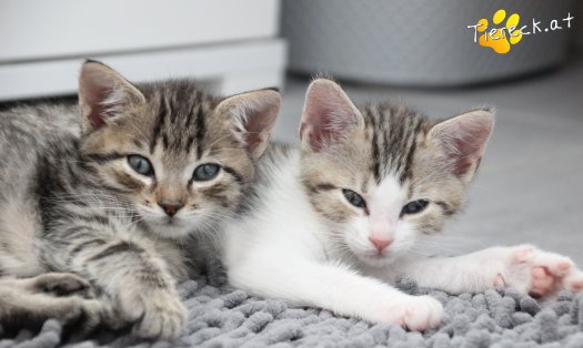Katze Daria (Foto by Tiereck.at - Lavanttaler Tierhilfe)