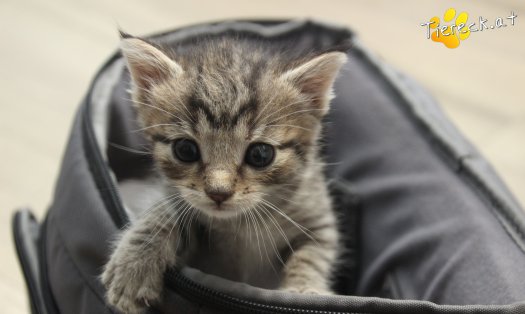 Katze Daisy (Foto by Tiereck.at - Lavanttaler Tierhilfe)