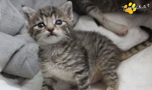 Katze Daisy (Foto by Tiereck.at - Lavanttaler Tierhilfe)
