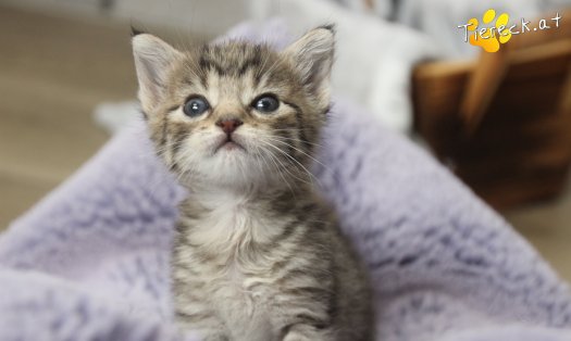 Katze Daisy (Foto by Tiereck.at - Lavanttaler Tierhilfe)