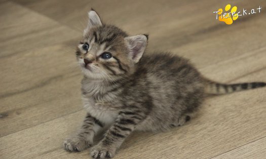 Katze Daisy (Foto by Tiereck.at - Lavanttaler Tierhilfe)