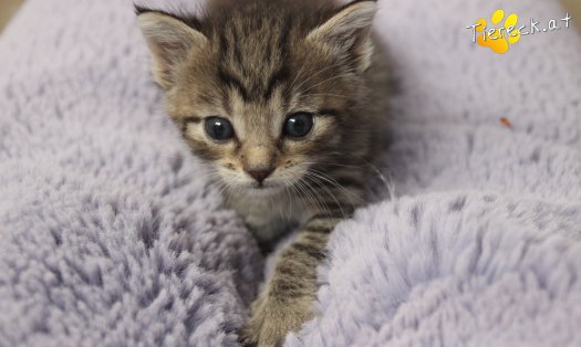 Katze Daisy (Foto by Tiereck.at - Lavanttaler Tierhilfe)