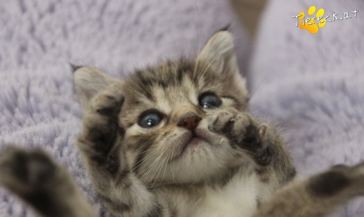 Katze Daisy (Foto by Tiereck.at - Lavanttaler Tierhilfe)