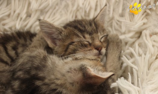 Katze Daisy (Foto by Tiereck.at - Lavanttaler Tierhilfe)