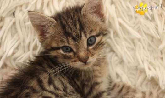 Katze Daisy (Foto by Tiereck.at - Lavanttaler Tierhilfe)