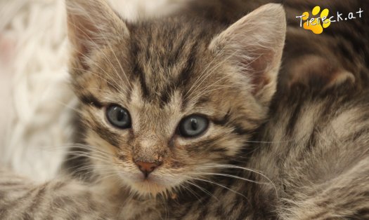 Katze Daisy (Foto by Tiereck.at - Lavanttaler Tierhilfe)