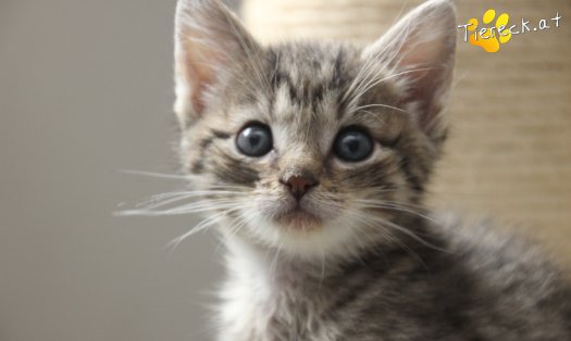 Katze Daisy (Foto by Tiereck.at - Lavanttaler Tierhilfe)