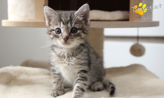Katze Daisy (Foto by Tiereck.at - Lavanttaler Tierhilfe)