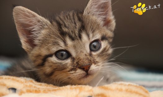 Katze Daisy (Foto by Tiereck.at - Lavanttaler Tierhilfe)