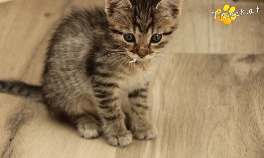 Katze Daisy (Foto by Tiereck.at - Lavanttaler Tierhilfe)