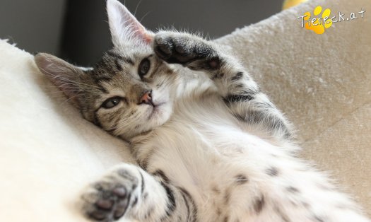 Katze Daisy (Foto by Tiereck.at - Lavanttaler Tierhilfe)