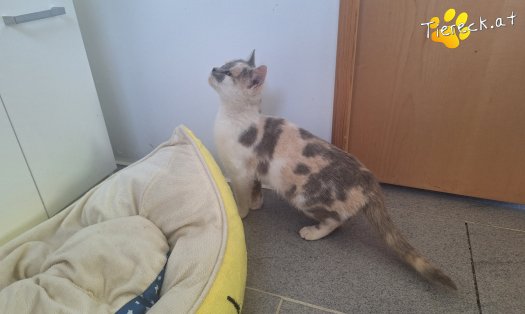 Katze Sina (Foto by Tiereck.at - Lavanttaler Tierhilfe)