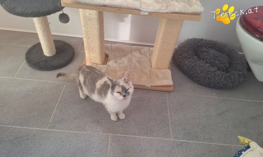 Katze Sina (Foto by Tiereck.at - Lavanttaler Tierhilfe)