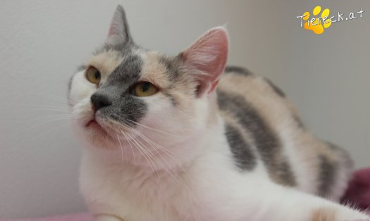 Katze Sina (Foto by Tiereck.at - Lavanttaler Tierhilfe)
