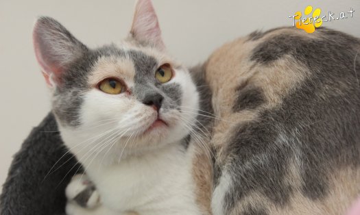 Katze Sina (Foto by Tiereck.at - Lavanttaler Tierhilfe)