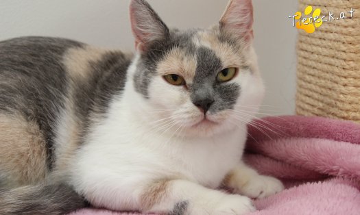 Katze Sina (Foto by Tiereck.at - Lavanttaler Tierhilfe)