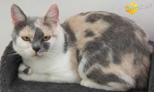 Katze Sina (Foto by Tiereck.at - Lavanttaler Tierhilfe)