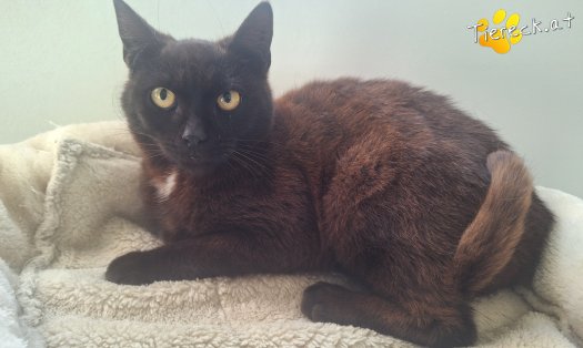 Katze Sherlock (Foto by Tiereck.at - Lavanttaler Tierhilfe)