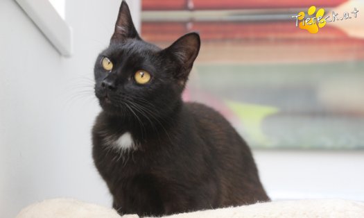 Katze Sherlock (Foto by Tiereck.at - Lavanttaler Tierhilfe)
