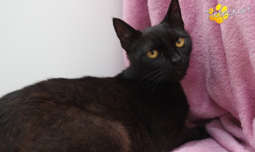 Katze Sherlock (Foto by Tiereck.at - Lavanttaler Tierhilfe)