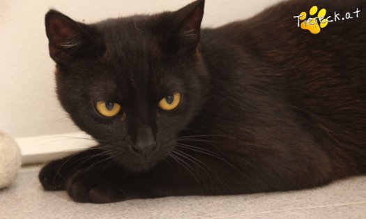 Katze Sherlock (Foto by Tiereck.at - Lavanttaler Tierhilfe)