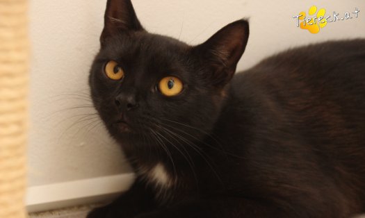 Katze Sherlock (Foto by Tiereck.at - Lavanttaler Tierhilfe)