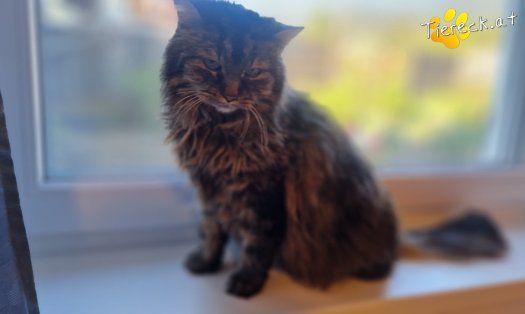 Katze Fipsi (Foto by Tiereck.at - Lavanttaler Tierhilfe)