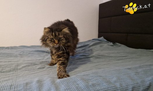 Katze Fipsi (Foto by Tiereck.at - Lavanttaler Tierhilfe)
