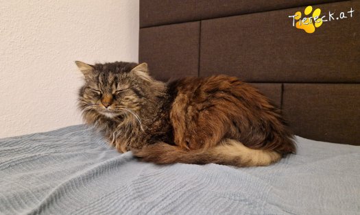 Katze Fipsi (Foto by Tiereck.at - Lavanttaler Tierhilfe)