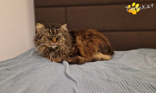 Katze Fipsi (Foto by Tiereck.at - Lavanttaler Tierhilfe)