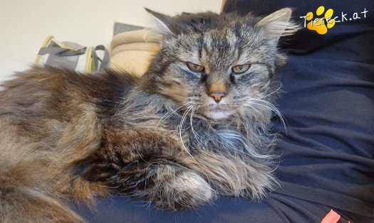 Katze Fipsi (Foto by Tiereck.at - Lavanttaler Tierhilfe)