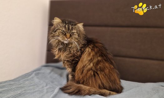 Katze Fipsi (Foto by Tiereck.at - Lavanttaler Tierhilfe)