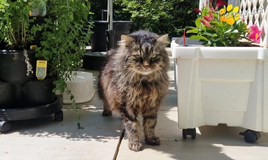 Katze Fipsi (Foto by Tiereck.at - Lavanttaler Tierhilfe)