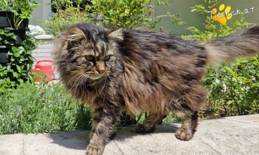 Katze Fipsi (Foto by Tiereck.at - Lavanttaler Tierhilfe)