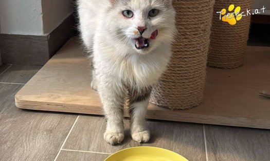 Katze Bernhard (Foto by Tiereck.at - Lavanttaler Tierhilfe)