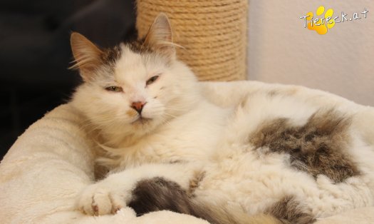 Katze Bernhard (Foto by Tiereck.at - Lavanttaler Tierhilfe)
