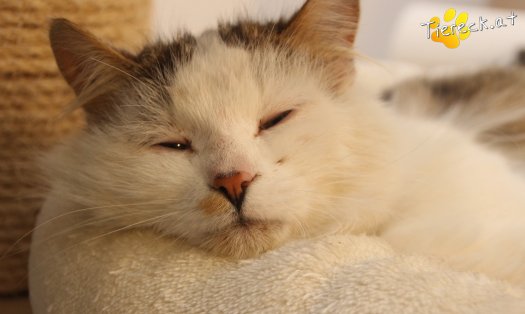 Katze Bernhard (Foto by Tiereck.at - Lavanttaler Tierhilfe)